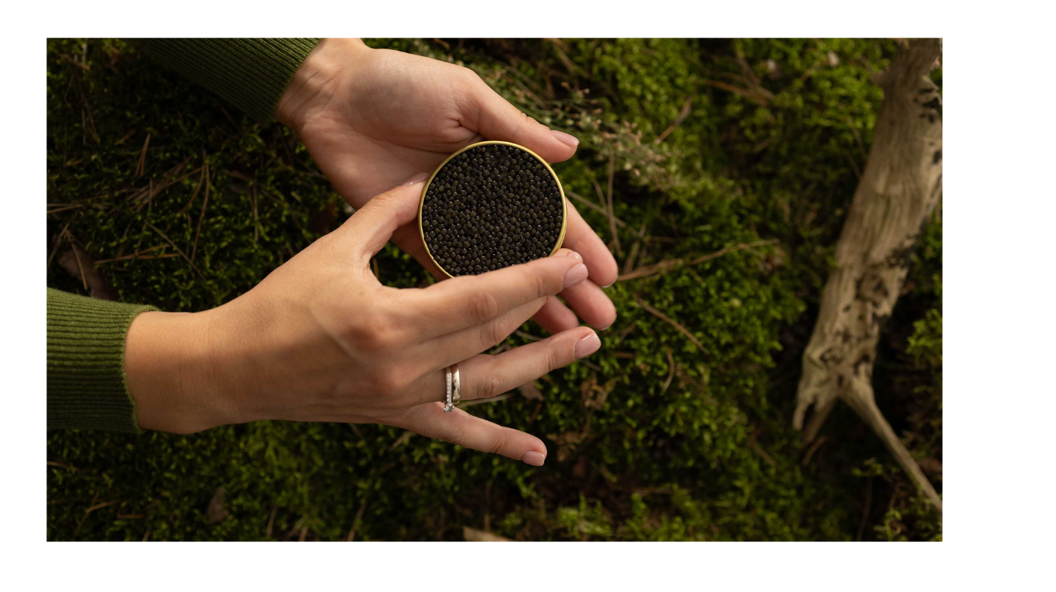 Boîte de caviar Antonius